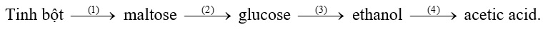Bia, rượu, giấm ăn đều có thể được sản xuất từ nguyên liệu ban đầu là tinh bột trong ngũ cốc theo sơ đồ phản ứng sau: Tinh bột   maltose   glucose   ethanol   acetic acid. Phản ứng nào trong chuỗi phản ứng trên thuộc loại phản ứng thuỷ phân? (Liệt kê theo số thứ tự phản ứng tăng dần) (ảnh 1)