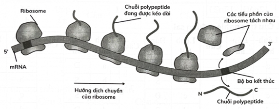 Hình dưới đây thể hiện quá trình dịch mã của nhiều ribosome tham gia vào quá trình tổng hợp protein. Theo lí thuyết, có bao nhiêu chuỗi polypeptide được tạo thành theo sơ đồ này? (ảnh 1)