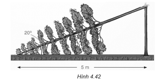 Một cây cao bị gãy, ngọn cây đổ xuống mặt đất. Ba điểm: gốc cây, điểm gãy, ngọn cây tạo thành một tam giác vuông. Đoạn cây gãy tạo với mặt đất góc 20° và chắn ngang lối đi một đoạn 5 m (H.4.42). Hỏi trước khi bị gãy, cây cao khoảng bao nhiêu mét (làm tròn kết quả đến hàng phần mười)?   (ảnh 1)
