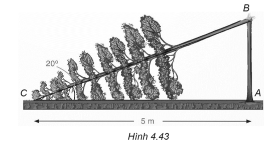 Một cây cao bị gãy, ngọn cây đổ xuống mặt đất. Ba điểm: gốc cây, điểm gãy, ngọn cây tạo thành một tam giác vuông. Đoạn cây gãy tạo với mặt đất góc 20° và chắn ngang lối đi một đoạn 5 m (H.4.42). Hỏi trước khi bị gãy, cây cao khoảng bao nhiêu mét (làm tròn kết quả đến hàng phần mười)?   (ảnh 2)