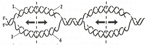 Sơ đồ bên mô tả quá trình nhân đôi DNA đang thực hiện ở 2 điểm tái bản. Phát biểu nào sau đây đúng?    (ảnh 1)