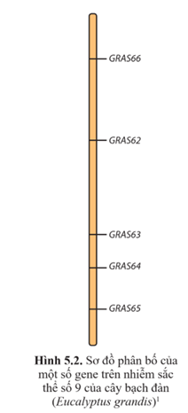 Quan sát hình 5.2 và cho biết các gene sắp xếp như thế nào trên nhiễm sắc thể. (ảnh 1)