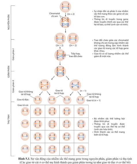 Quan sát hình 5.3, mô tả sự vận động của nhiễm sắc thể trong nguyên phân, giảm phân và thụ tinh.  (ảnh 1)