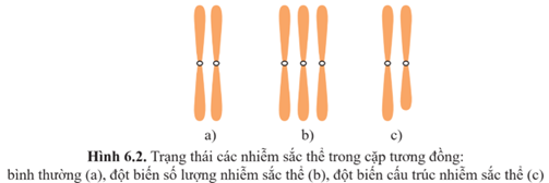 Nhận xét về số lượng, cấu trúc nhiễm sắc thể ở hình 6.2b, hình 6.2c so với hình 6.2a. (ảnh 1)