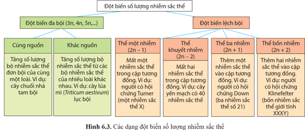 Quan sát hình 6.3 và kể tên các dạng đột biến số lượng nhiễm sắc thể. (ảnh 1)