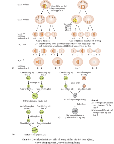 Quan sát hình 6.4 và mô tả cơ chế hình thành đột biến lệch bội, đột biến đa bội. (ảnh 1)