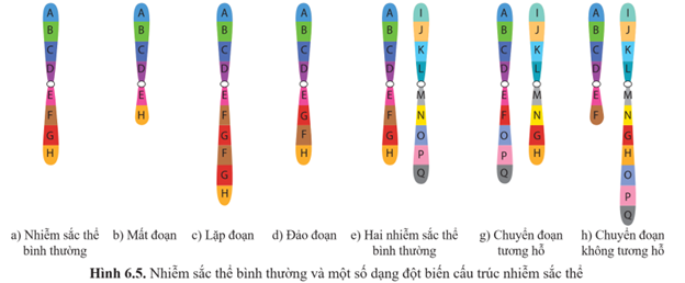 Quan sát hình 6.5 và nhận xét sự sai khác cấu trúc nhiễm sắc thể trước và sau đột biến. (ảnh 1)