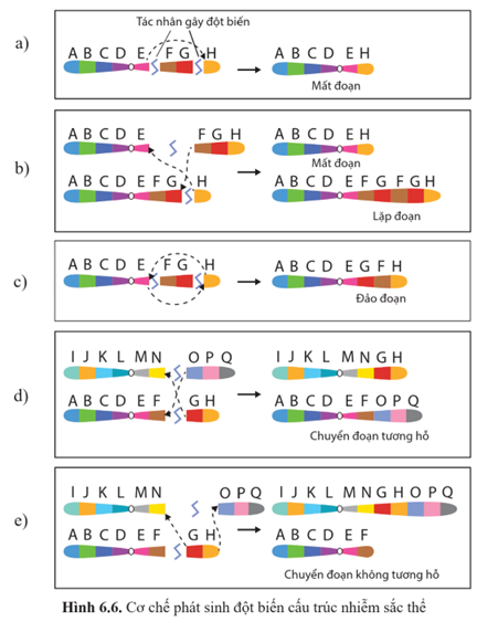 Quan sát hình 6.6 và cho biết cơ chế phát sinh các dạng đột biến cấu trúc nhiễm sắc thể. (ảnh 1)