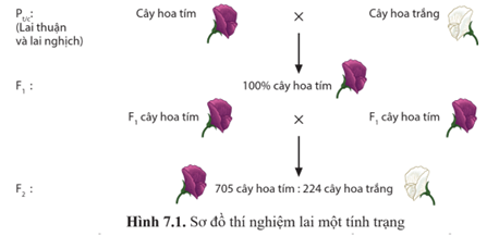 Quan sát hình 7.1 và:  a) Mô tả thí nghiệm mà Mendel thực hiện.  b) Từ tỉ lệ kiểu hình ở thế hệ F1, F2, có thể rút ra nhận xét gì? (ảnh 1)