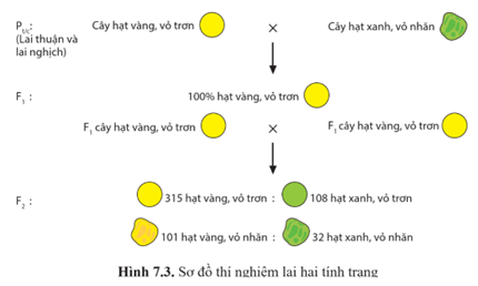 Quan sát hình 7.3 và:  a) Xác định tỉ lệ kiểu hình của từng cặp tính trạng ở thế hệ F1, F2.  b) Vận dụng quy luật phân li, giải thích sự di truyền của tính trạng màu sắc vỏ hạt và hình dạng vỏ hạt. (ảnh 1)