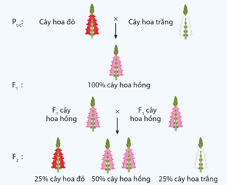 Ở cây hoa rồng, màu sắc hoa do một gene mã hóa enzyme sinh tổng hợp sắc tố đỏ quy định. Allele đột biến của gene này bị mất chức năng, không sinh tổng hợp được sắc tố đỏ. (ảnh 1)