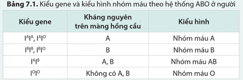 Kháng nguyên A và B trên màng hồng cầu được quy định bởi các allele đồng trội IA và IB. Allele IO là lặn, không mã hóa kháng nguyên. Sự tương tác giữa (ảnh 1)