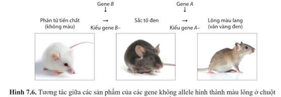 Quan sát hình 7.6, cho biết mối quan hệ giữa sản phẩm của gene B và gene A trong sự hình thành tính trạng màu lông chuột. (ảnh 1)