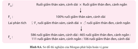 a) Từ thí nghiệm ở hình 8.6, hãy giải thích kết quả phép lai từ Pt/c đến F1.  b) Nếu hai cặp gene quy định hai cặp tính trạng được theo dõi ở thí nghiệm lai này phân li độc lập, hãy xác định tỉ lệ kiểu hình ở đời lai của phép lai phân tích. (ảnh 1)