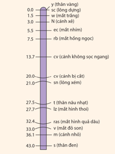 A.H. Sturtevant, học trò và cũng là cộng sự của Morgan, đã đề xuất sự liên quan giữa tần số trao đổi chéo (tần số tái tổ hợp) và khoảng cách giữa các gene là  (ảnh 1)