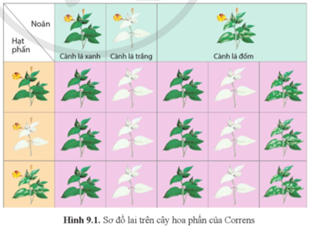 Quan sát hình 9.1 và mô tả kết quả các phép lai thuận và nghịch ở cây hoa phấn. (ảnh 1)