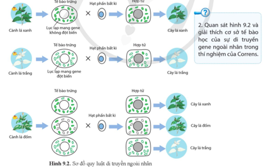 Quan sát hình 9.2 và giải thích cơ sở tế bào học của sự di truyền gene ngoài nhân trong thí nghiệm của Correns. (ảnh 1)