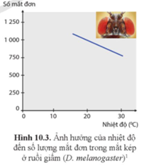 Quan sát hình 10.3 và mô tả sự biến đổi về số lượng mắt đơn cấu thành mắt kép của ruồi giấm ở các nhiệt độ khác nhau. (ảnh 1)