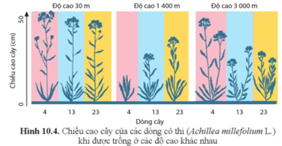 So sánh chiều cao của mỗi dòng cỏ thi (hình 10.4) ở các độ cao khác nhau để xác định trong ba dòng, dòng nào có mức phản ứng rộng nhất, dòng nào có mức phản ứng hẹp nhất. (ảnh 1)