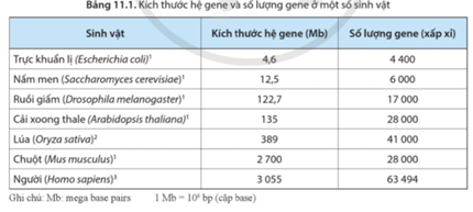 Dựa vào thông tin ở bảng 11.1, hãy nhận xét đặc điểm hệ gene của một số loài sinh vật. (ảnh 1)