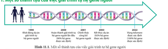 Quan sát hình 11.1 và nêu một số thành tựu của việc giải trình tự hệ gene người. (ảnh 1)