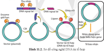 Quan sát hình 11.2 và mô tả quá trình tạo DNA tái tổ hợp. (ảnh 1)