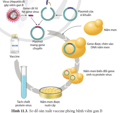 Quan sát hình 11.3 và mô tả sơ đồ quá trình sản xuất vaccine phòng bệnh viêm gan B. (ảnh 1)