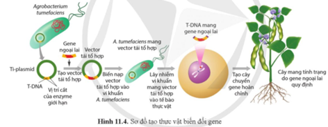 Quan sát hình 11.4, nêu nguyên lí tạo thực vật biến đổi gene. (ảnh 1)