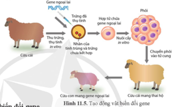 Quan sát hình 11.5, mô tả nguyên lí tạo động vật biến đổi gene. (ảnh 1)