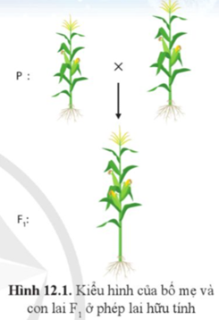 Quan sát hình 12.1 và nhận xét sự khác biệt về đặc điểm kiểu hình của cây F1 so với cây bố mẹ (P). Nêu ý nghĩa của sự khác biệt này trong công tác chọn tạo giống. (ảnh 1)