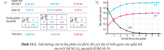 Quan sát hình 13.2 và trả lời câu hỏi:  a) Ở quần thể thế hệ F2, các tần số kiểu gene AA, Aa, aa thay đổi theo xu hướng nào nếu các cá thể tiếp tục tự thụ phấn?  b) Sau càng nhiều thế hệ tự thụ phấn, tần số các kiểu gene thay đổi theo xu hướng nào? (ảnh 1)