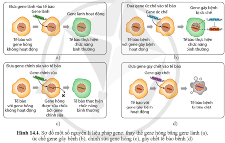 Quan sát hình 14.4 và cho biết có thể sửa chữa gene hỏng trong tế bào bằng cách nào? (ảnh 1)