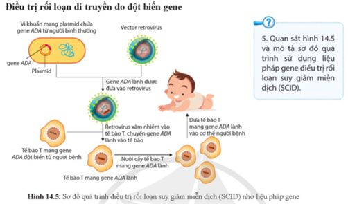 Quan sát hình 14.5 và mô tả sơ đồ quá trình sử dụng liệu pháp gene điều trị rối loạn suy giảm miễn dịch (SCID). (ảnh 1)