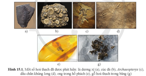 Quan sát và cho biết đặc điểm chung của các hóa thạch trong hình 15.1. (ảnh 1)