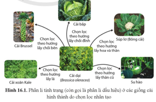 Quan sát hình 16.1, cho biết chọn lọc nhân tạo và động lực của chọn lọc nhân tạo là gì. (ảnh 1)