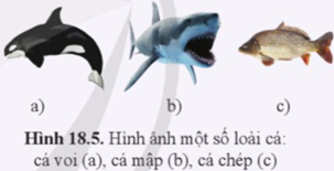 Mỗi sinh vật trong hình 18.5 thuộc đơn vị phân loại sinh học nào sau đây: Lớp Cá sụn (Chondrichthyes), Lớp Cá vây tia (Actinopterygii), Lớp Thú (Mammalia)? Em dựa vào các đặc điểm nào để xác định nguồn gốc tiến hóa và vị trí phân loại của các nhóm sinh vật này? (ảnh 1)