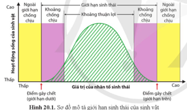 Quan sát hình 20.1, nhận xét hoạt động sống của sinh vật trong khoảng thuận lợi và khoảng chống chịu. (ảnh 1)