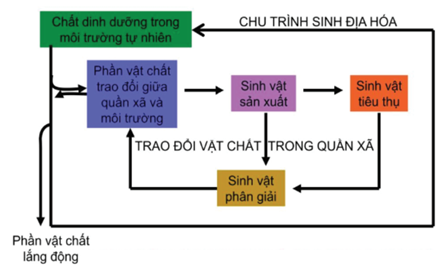 Vẽ sơ đồ khái quát thể hiện quá trình trao đổi chất trong tự nhiên. (ảnh 1)