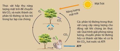 Quá trình trao đổi chất và chuyển hóa năng lượng giữa các vật sống tạo thành một vòng năng lượng trên Trái Đất. (ảnh 1)