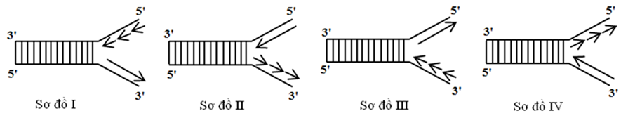 Sơ đồ nào sau đây mô tả đúng về giai đoạn kéo dài mạch polynucleotide mới trên 1 chạc chữ Y trong quá trình nhân đôi DNA ở sinh vật nhân sơ? (ảnh 1)