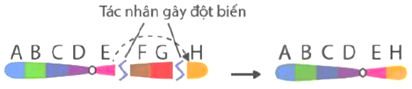 Hình vẽ dưới đây mô tả dạng đột biến cấu trúc NST nào? (ảnh 1)