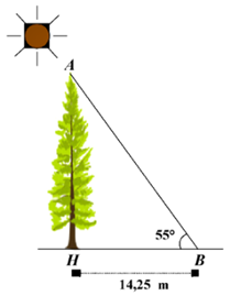 Tại một thời điểm trong ngày, các tia nắng mặt trời tạo với mặt đất một góc bằng  55 ∘ ,  bóng của một cây xanh trên mặt đất dài  14 , 25  m (như hình vẽ).  Chiều cao  A H  của cây xanh (làm tròn đến hàng phần trăm) là (ảnh 1)
