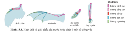 Quan sát hình 15.3, cho biết điểm tương đồng trong hình thái và giải phẫu chi trước hoặc cánh của một số nhóm động vật. (ảnh 1)