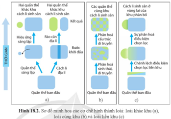 Dựa vào hình 18.2, hãy mô tả các cơ chế hình thành loài. (ảnh 1)