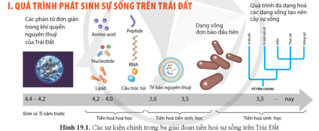 Quan sát hình 19.1 và  mô tả tóm tắt về các giai đoạn phát sinh sự sống trên Trái Đất. (ảnh 1)