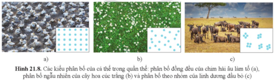 Quan sát hình 21.8, mô tả và phân biệt ba kiểu phân bố của quần thể sinh vật. (ảnh 1)