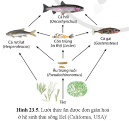Quan sát và vẽ ít nhất hai chuỗi thức ăn có trong hình 23.5. (ảnh 1)