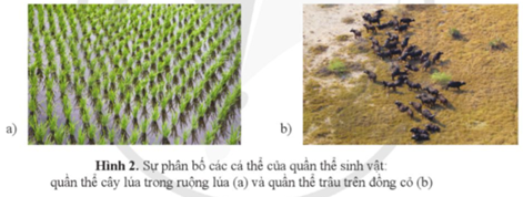 Quan sát hình 2 và trả lời các câu hỏi sau:  a. Xác định kiểu phân bố của quần thể cây lúa và quần thể trâu. Giải thích.  b. Nêu cách xác định số lượng khóm lúa trong ruộng lúa và số lượng trâu trên đồng cỏ. (ảnh 1)