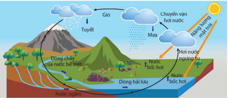 Trong vòng tuần hoàn của nước cũng có sự chuyển hóa năng lượng mặt trời thành các dạng năng lượng.  Phát biểu (ảnh 1)