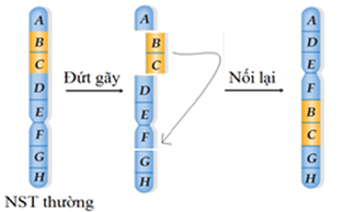 Hình vẽ bên dưới mô tả cơ chế phát sinh đột biến cấu trúc NST dạng   (ảnh 1)